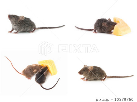 Set of mice, Mouse and cheese on white 10579760