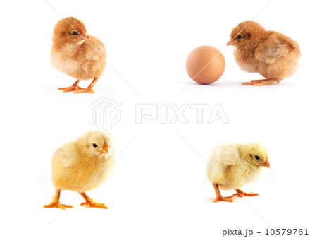 The set of yellow small chicks with egg 10579761
