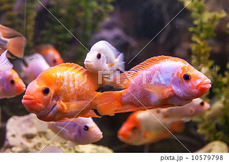 Ttropical freshwater aquarium with fishes Ttropical freshwater aquarium with fishes 10579798