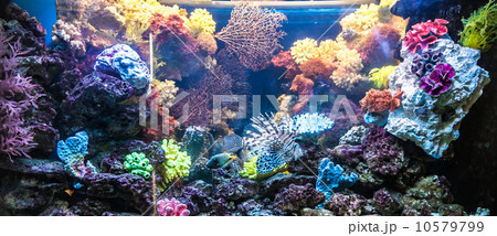 Photo of a tropical fish on a coral reef in Dubai aquarium Photo of a tropical fish on a coral reef in Dubai aquarium 10579799