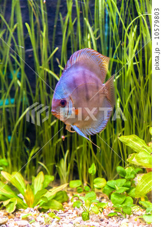 Aquarium with tropical fish of the Symphysodon discus spieces 10579803