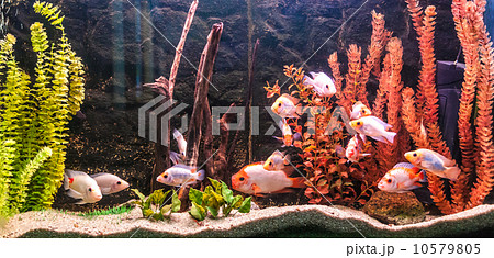 Ttropical freshwater aquarium with fishes Ttropical freshwater aquarium with fishes 10579805