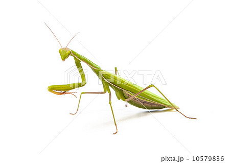 Mantis isolated on a white background Mantis isolated on a white background 10579836
