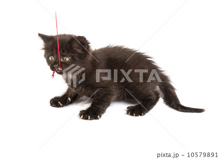 Cute black kitten on a white background Cute black kitten on a white background 10579891