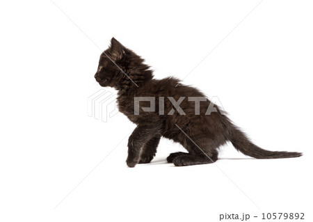 Cute black kitten on a white background Cute black kitten on a white background 10579892