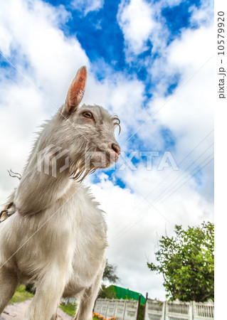 Portrait of a goat eating a grass on a green meadow 10579920