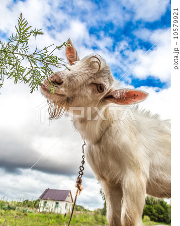 Portrait of a goat eating a grass on a green meadow Portrait of a goat eating a grass on a green meadow 10579921