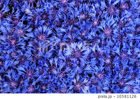 Beautiful spring flowers blue cornflower on background. Blue flo 10581126