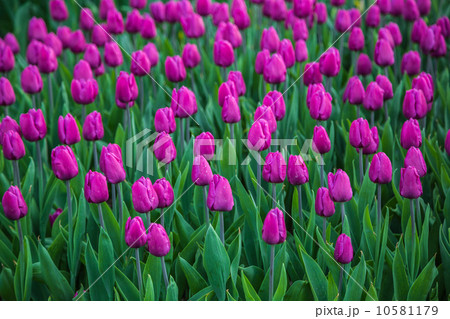 Multicolored flower  tulip field in Holland 10581179