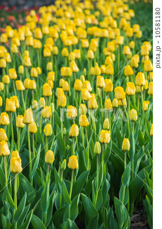 Multicolored flower tulip field in Holland Multicolored flower tulip field in Holland 10581180