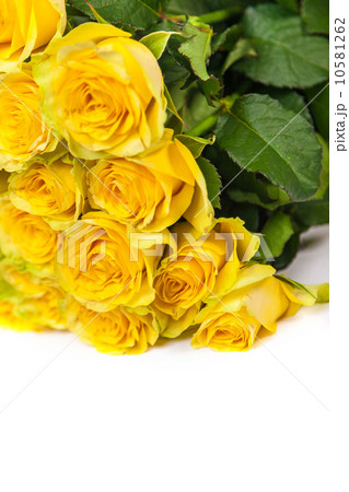 Group of fresh yellow roses 10581262