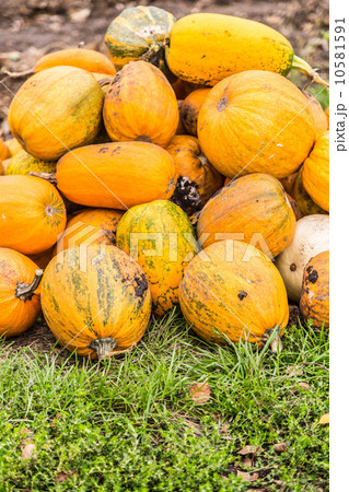 Pumpkins in pumpkin patch waiting to be sold Pumpkins in pumpkin patch waiting to be sold 10581591