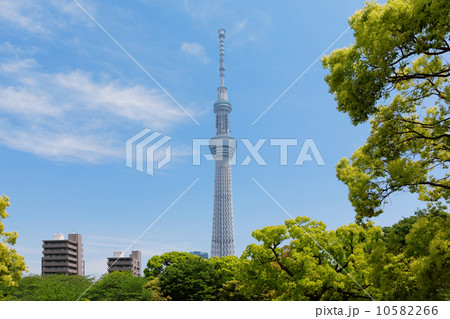 若葉と新緑の隅田公園より東京スカイツリーを臨む 10582266