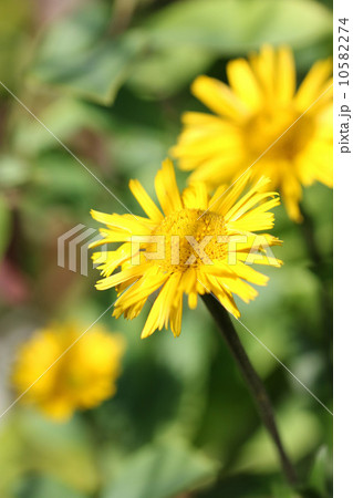 黄浜菊 10582274