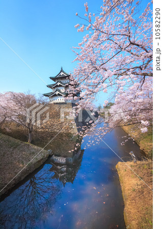 桜と弘前城 2014 10582290