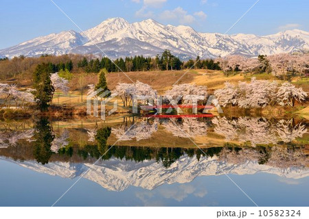 松ヶ峰の桜と妙高山 10582324