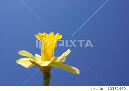 水仙 水仙 10582440