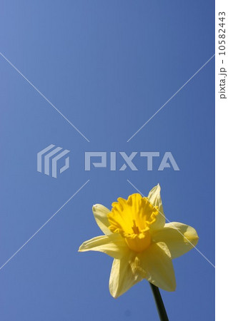 水仙 水仙 10582443