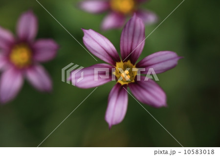 自然　植物　ニワゼキショウの花 10583018