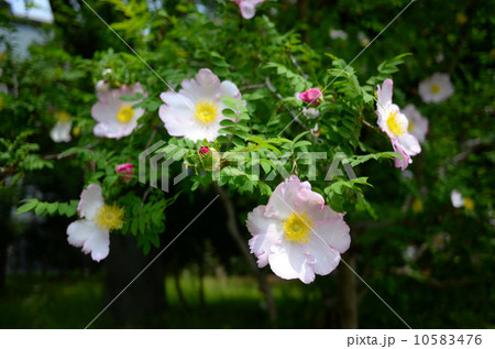 皇居の本丸御苑の可憐なサンショウバラ 皇居の本丸御苑の可憐なサンショウバラ 10583476