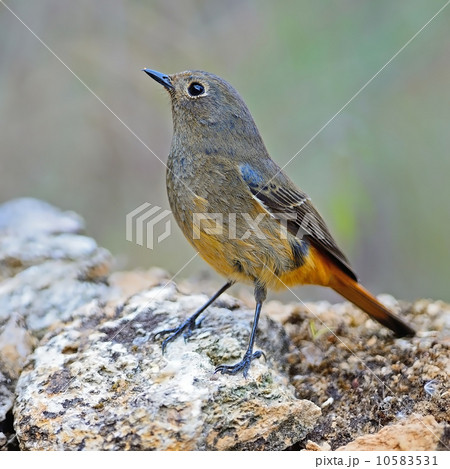 female Blue-fronted Redstart female Blue-fronted Redstart 10583531