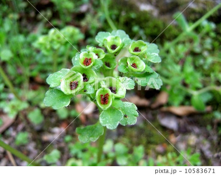 ネコノメソウ 10583671