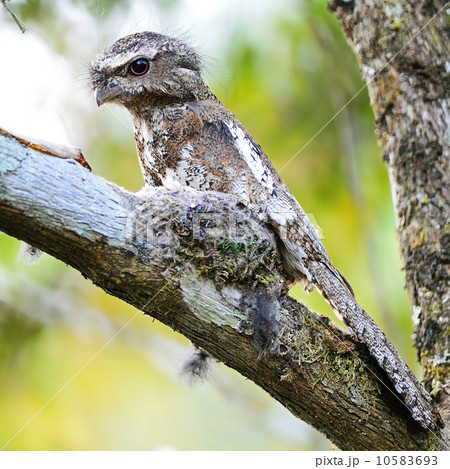 male Hodgson Frogmouth male Hodgson Frogmouth 10583693