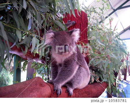 コアラ コアラ 10583781