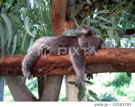 コアラ コアラ 10583782