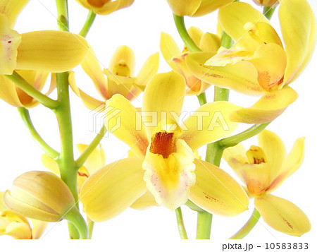 シンビジウム 10583833