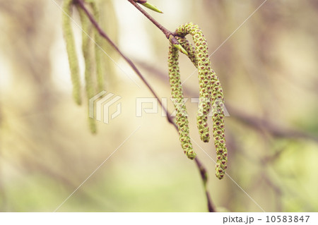 birch catkins buds on tree birch catkins buds on tree 10583847