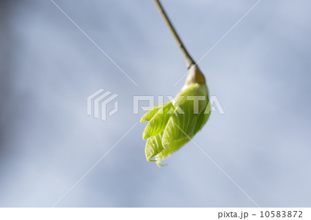 first spring leaves on the tree 10583872