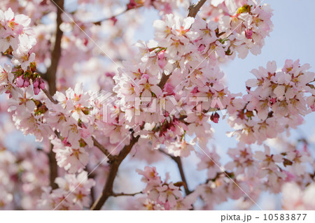 japan sakura cherry blossom japan sakura cherry blossom 10583877