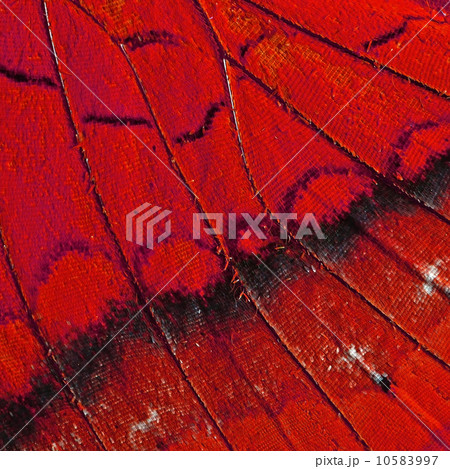 butterfly wing 10583997