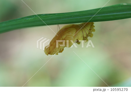 麝香揚羽　ジャコウアゲハのサナギ 10595270