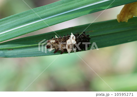 麝香揚羽ジャコウアゲハ もえすぐサナギになります。 麝香揚羽ジャコウアゲハ もえすぐサナギになります。 10595271