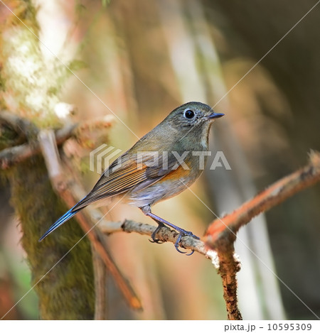 female Himalayan Bluetail 10595309