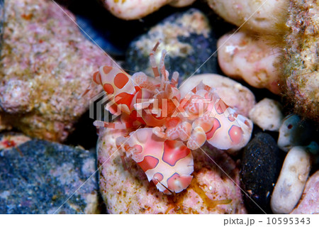 フリソデエビ フリソデエビ 10595343