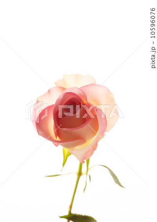 beautiful rose 10596076