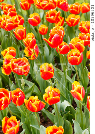 spring garden spring garden 10596501