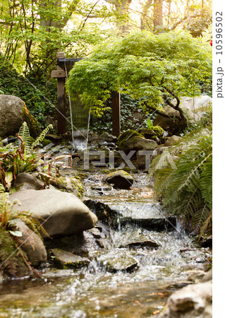water spring in forest water spring in forest 10596502
