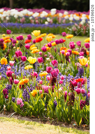 spring garden spring garden 10596626