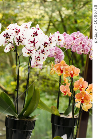 beautiful orchid beautiful orchid 10596728