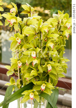 beautiful orchid beautiful orchid 10596751