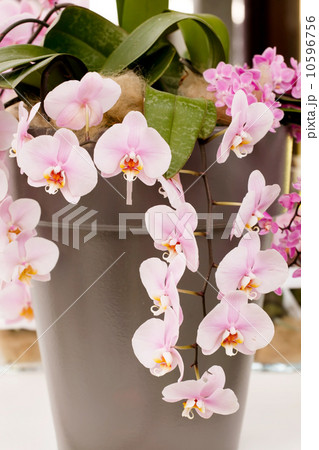 beautiful orchid 10596756