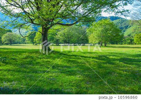 新緑の高原の放牧 10596860