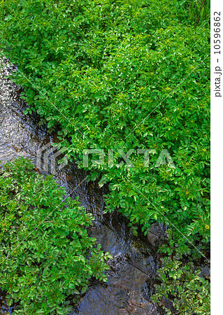 春の小川のクレソン 10596862