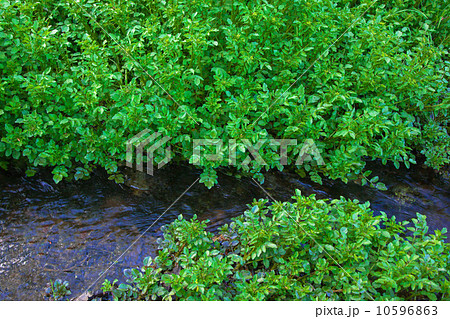 春の小川のクレソン 10596863