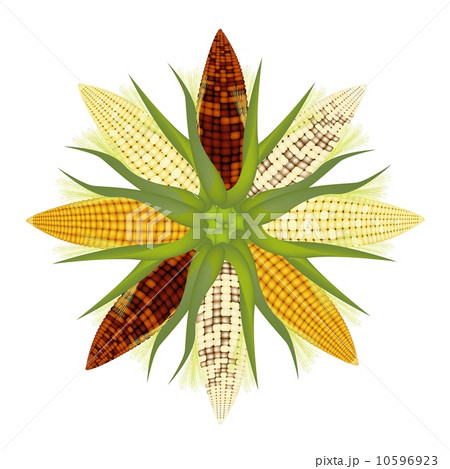 Different Colors of Corn Forming A Round Shape 10596923