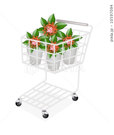 Fresh Red Ixora Flowers in A Shopping Cart 10597094